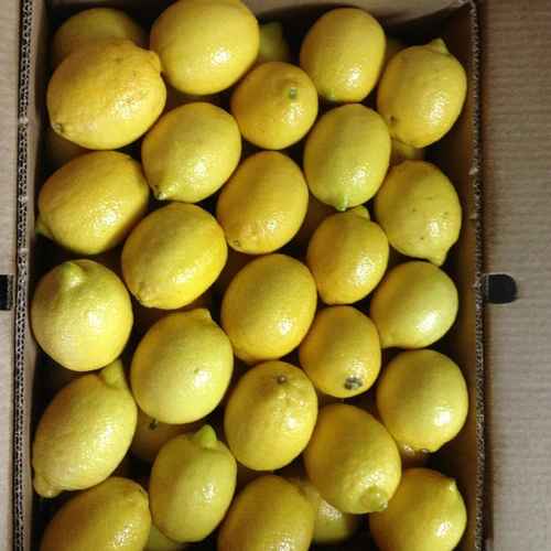 Lemon Export From Pakistan