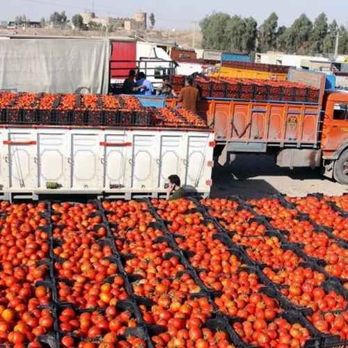 Tomato in warehouse