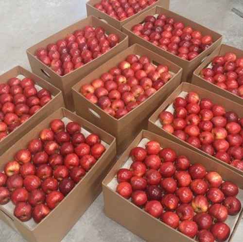 apple for export from Pakistan