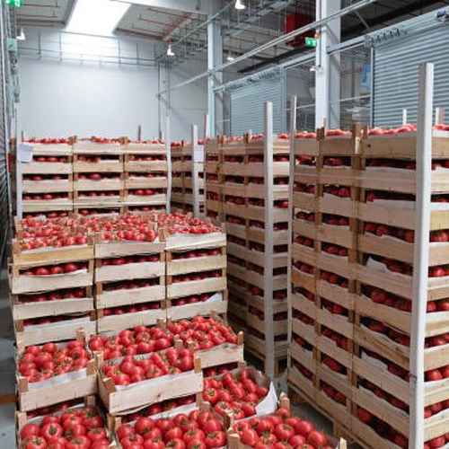 tomato export from Pakistan